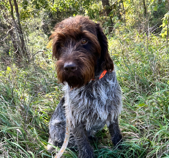 Gus - CSO (Chief Snuggle Officer)