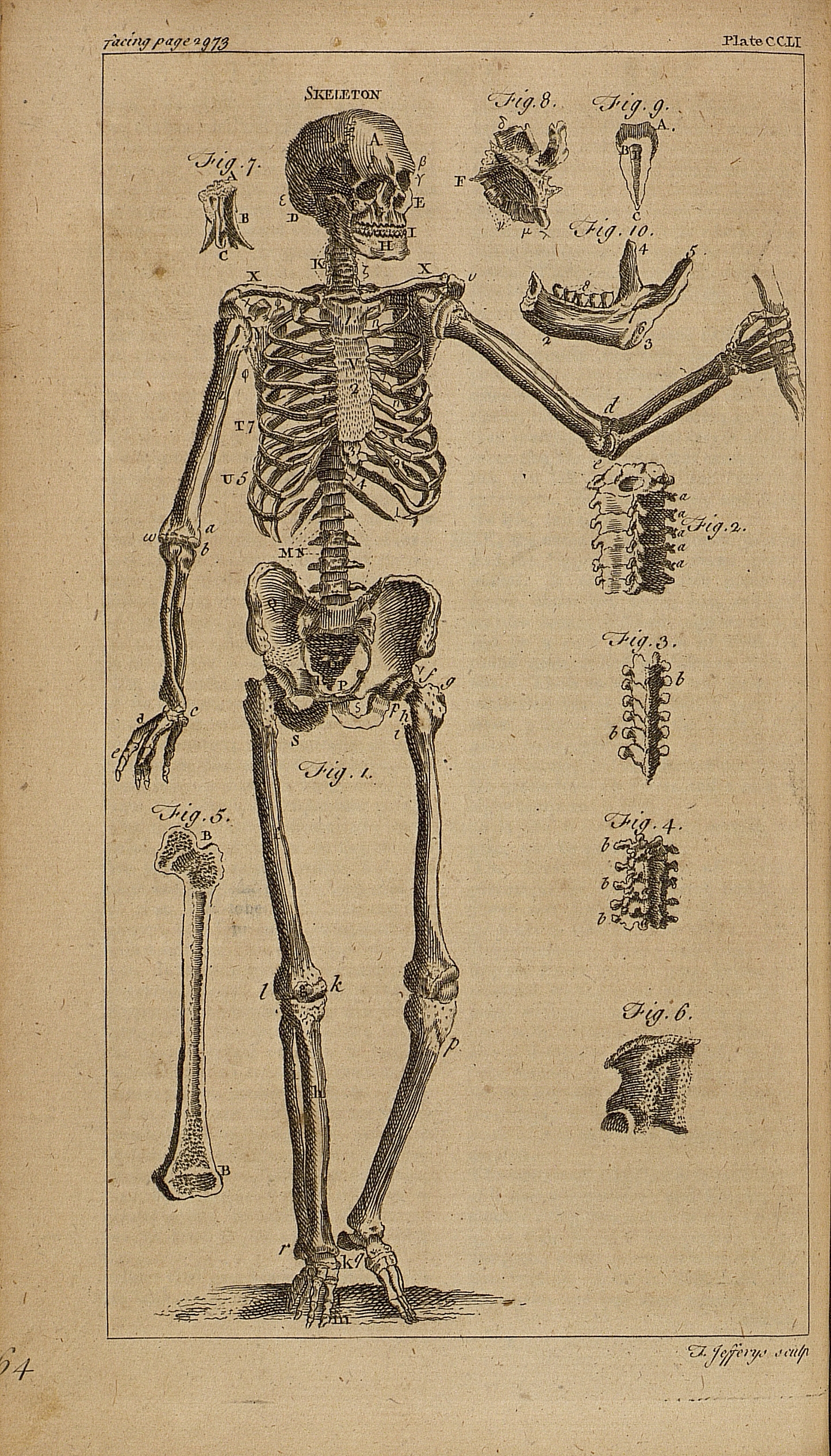 The 206 Bones of the Human Body