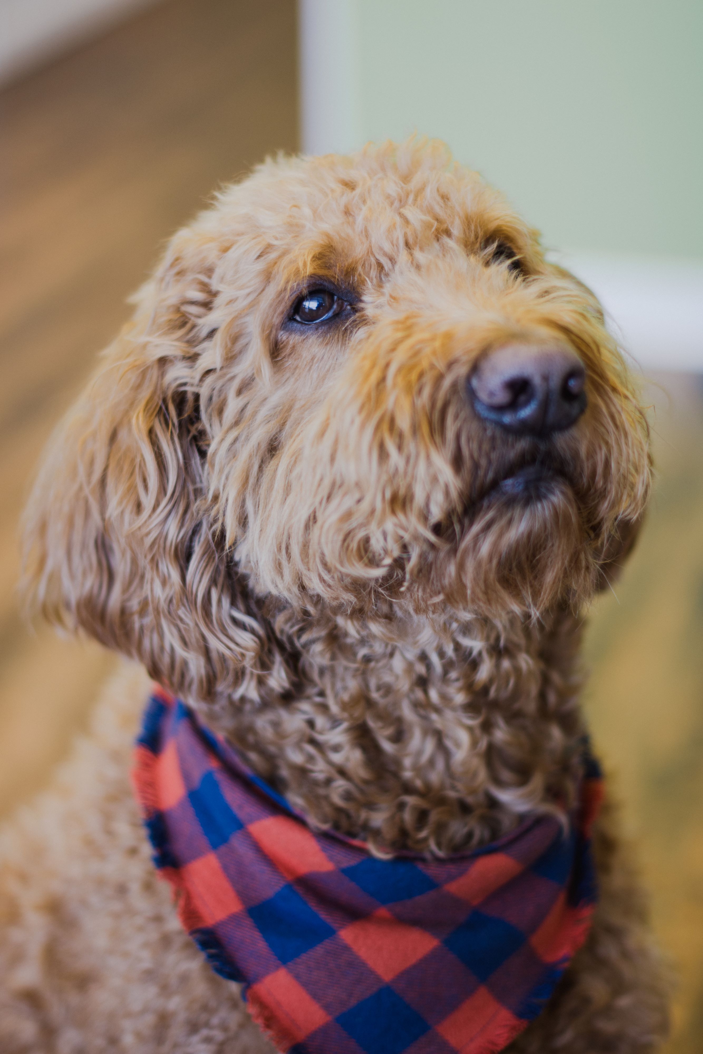 Mozzie Colgrove, D.O.G.