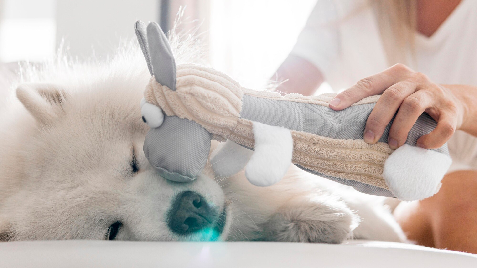 Animal Chiropractic
