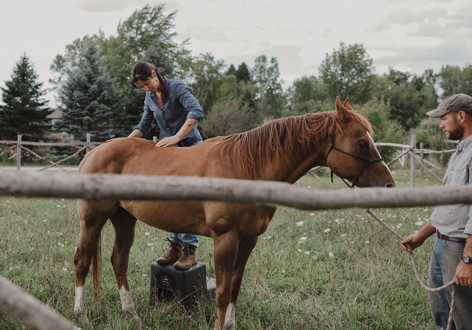 EQUINE CHIROPRACTIC
