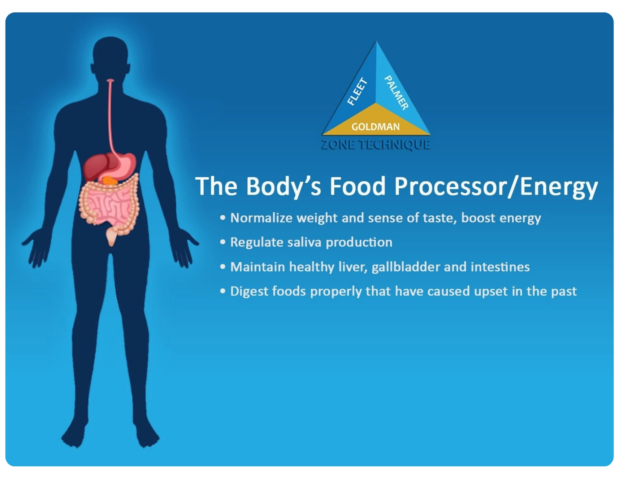 Zone 4 - Digestive System