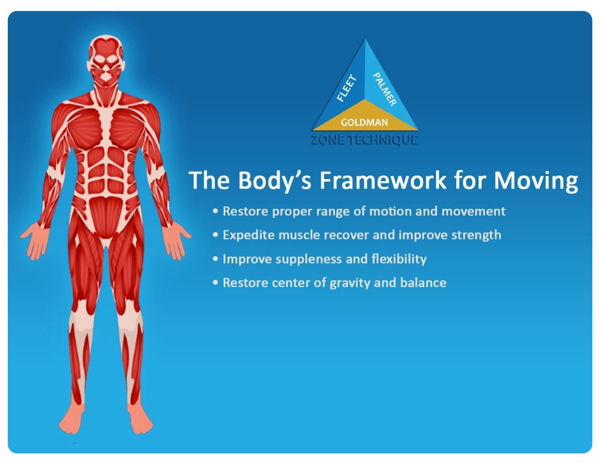 Zone 5 - Muscular System 
